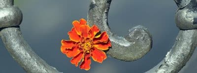 Imagen Funeraria Tramuntana